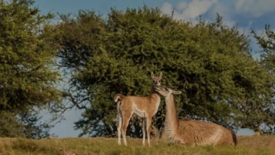 1711_guanacos