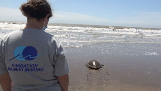 Mirá cómo regresaron al mar a una tortuga cabezona en San Clemente del Tuyú