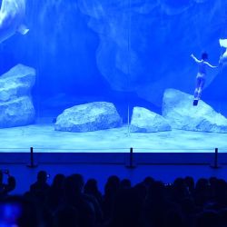 Imagen de trabajadores y belugas realizando una presentación en el Complejo Turístico Oceánico Haichang de Zhengzhou, en Zhengzhou, en la provincia de Henan, en el centro de China. (Xinhua/Lu Peng) (oa) (ra) (da) | Foto:Xinhua