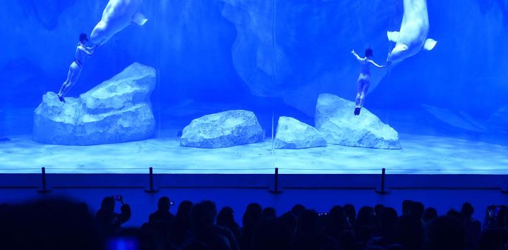 Imagen de trabajadores y belugas realizando una presentación en el Complejo Turístico Oceánico Haichang de Zhengzhou, en Zhengzhou, en la provincia de Henan, en el centro de China. (Xinhua/Lu Peng) (oa) (ra) (da)