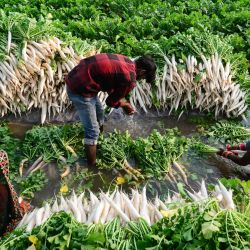 Los trabajadores agrícolas lavan rábanos en un campo en Jalandhar, India. | Foto:SHAMMI MEHRA / AFP