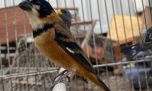 Rescatan a más de un centenar de aves silvestres que tenían en cautiverio en una casa de Córdoba