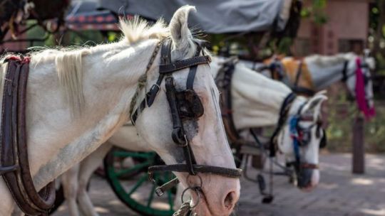 Admitieron a una ONG como querellante particular en causa por maltrato a un caballo