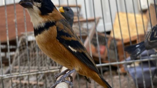 2211_AVES