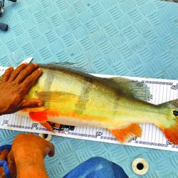 Cichla temensis, la especie de tucunaré que alcanza mayor porte. Es increíble cómo semejantes torpedos viven en aguas rasas del alto río Juma. 