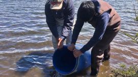 En este ambiente se vienen realizando siembras desde el año 2018, existiendo un seguimiento del crecimiento de los salmónidos.