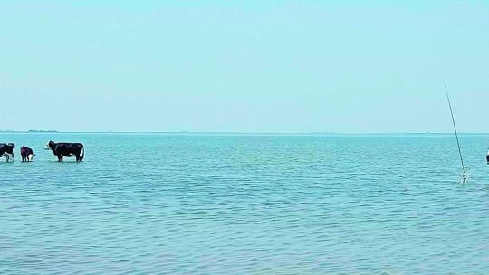 1123_lisas