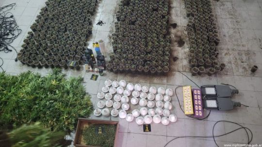 Allanaron un invernadero de marihuana en Córdoba