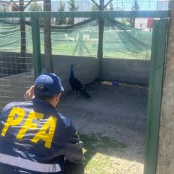 Muchas de las aves estaban en mal estado de salud.