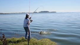 Las cianobacterias son organismos que viven en el agua y que generalmente presentan un color verdoso.