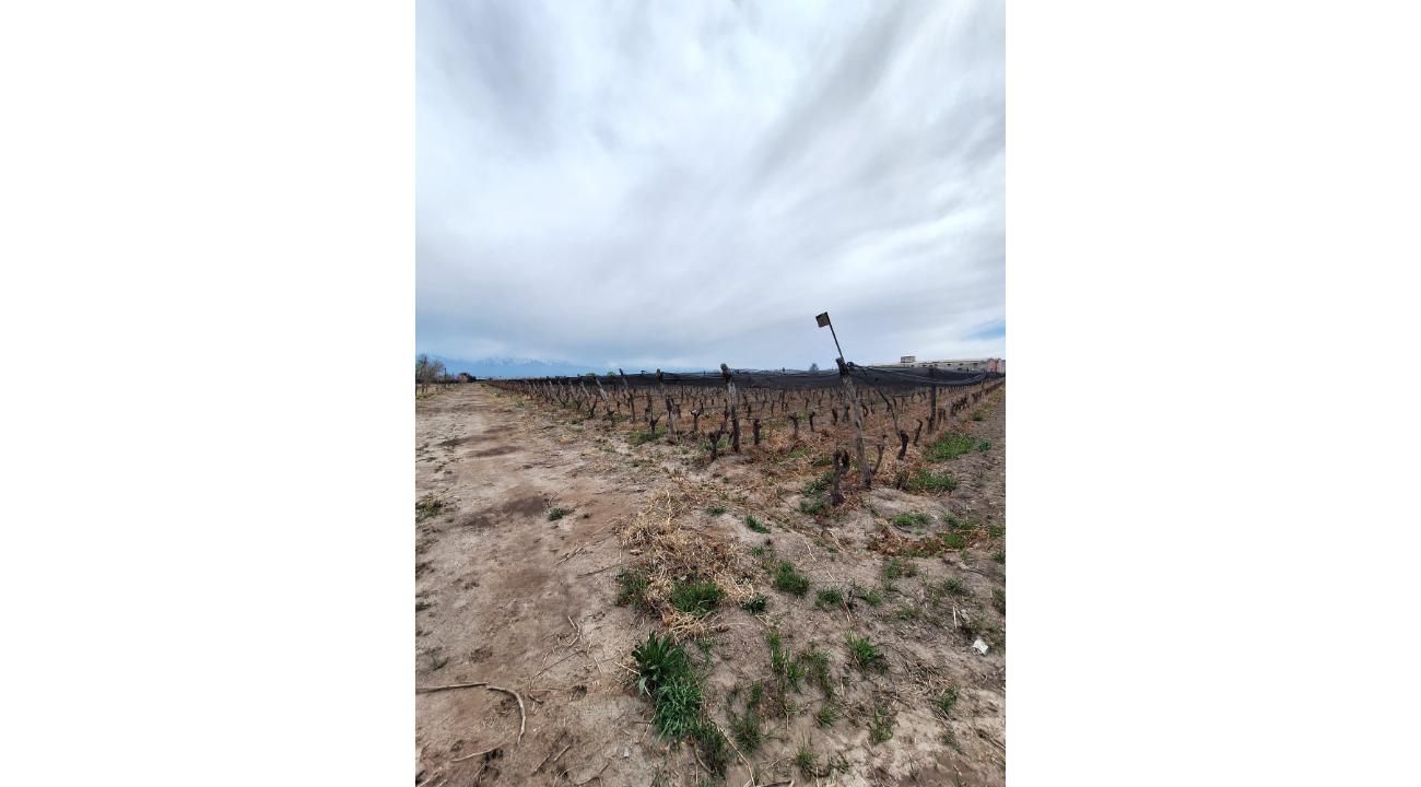 Bodega Alonso Guerrero