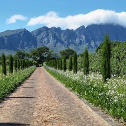 En Sudáfrica no sólo se pueden vivir los safaris sino también conocer su producción agrícola, en la que se destacan los viñedos.