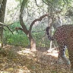 El animal se paseó a plena luz del día por el parque jujeño.
