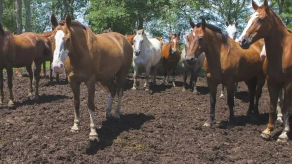 Argentina declares health emergency due to outbreak of equine virus