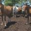 Argentina declares health emergency due to outbreak of equine virus