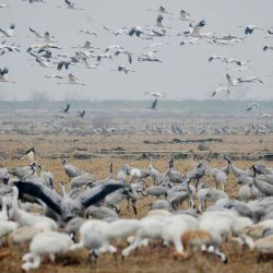 Aves migratorias alimentándose en un campo en Shangrao, en la provincia central de Jiangxi, China. Foto AFP | Foto:AFP