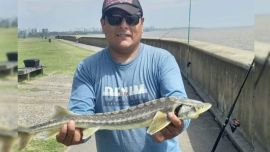Es el pez de agua dulce más grande del mundo y muy codiciadas sus huevas desde lo gastronómico.