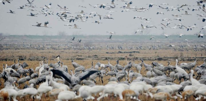 Aves migratorias alimentándose en un campo en Shangrao, en la provincia central de Jiangxi, China. Foto AFP