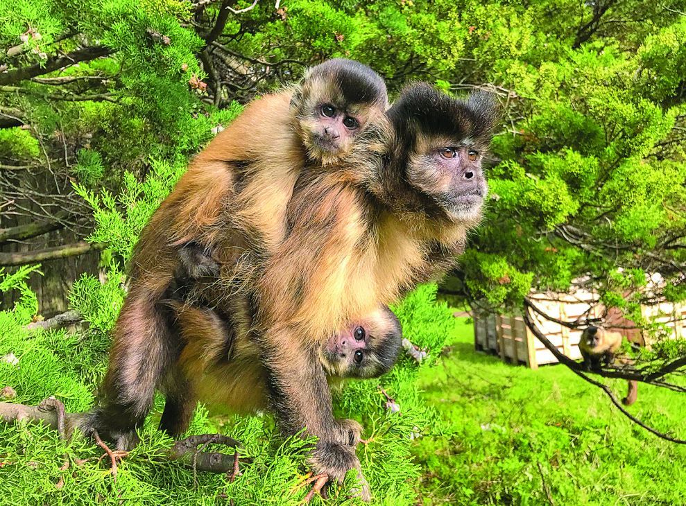 Un santuario de monos en las sierras cordobesas y mucha diversión para los chicos