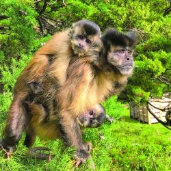 Avistaje de monos carayá, Aerosilla Los Cocos, dique El Cajón a los juegos de Los Cocos Park, ideal para entretener a los chicos en vacaciones.