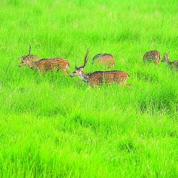 Jabalíes, ciervos colorados y axis  van ganando terreno en muchas provincias, al punto que desplazan la fauna autóctona.