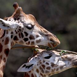 Dos nuevas jirafas de un año inspeccionan su nuevo recinto después de completar su cuarentena de rutina, en el Werribee Open Range Zoo en Melbourne. Foto de William WEST / AFP | Foto:AFP