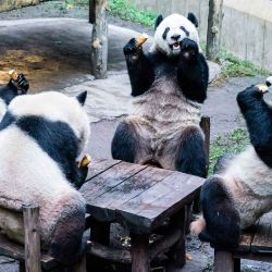 Pandas comiendo dentro de su recinto en un zoológico en el municipio de Chongqing, al suroeste de China. Foto de AFP | Foto:AFP