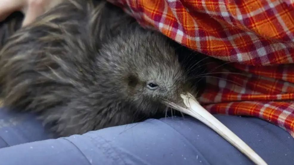 Dos pájaros Kiwi nacen por primera vez después de 150 años en Nueva Zelanda