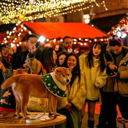 La gente toma fotografías de perros mientras visita un mercado navideño en el distrito de Huangpu en Shanghai. Foto de Hector RETAMAL / AFP | Foto:AFP