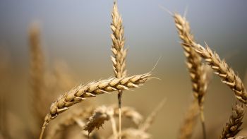 Wheat Field