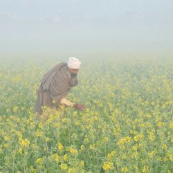Un agricultor visita su campo de mostaza en medio de la niebla en las afueras de Amritsar, India. | Foto:Narinder Nanu / AFP