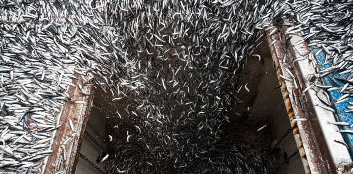 Las anchoas son succionadas por un barco anchovetero durante una tarea de pesca a bordo de un barco mar adentro después de 5 millas en el departamento de Lima.
