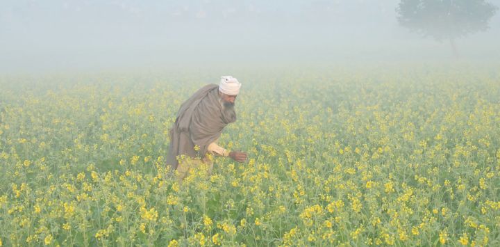 Un agricultor visita su campo de mostaza en medio de la niebla en las afueras de Amritsar, India.