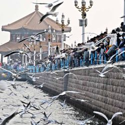 Personas observando gaviotas en el punto escénico del Puente de Zhanqiao, en Qingdao, una ciudad costera en la provincia de Shandong, en el este de China. (Xinhua/Li Ziheng) (rtg) (ah) (da) | Foto:Xinhua