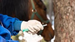 Vacuna contra el virus de los caballos