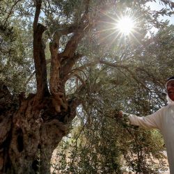 Ali Salih Atta, de 84 años, propietario de una granja en la gobernación de Ajlun que incluye los olivos más antiguos de Jordania, cerca del río Jordán y de la frontera israelí, camina en su huerto. | Foto:KHALIL MAZRAAWI / AFP