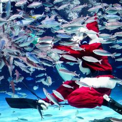 Un buzo vestido con un disfraz de Papá Noel alimenta a los peces en el Sunshine Aquarium durante los preparativos para el próximo evento especial navideño en Tokio. | Foto:Kazuhiro Nogi / AFP