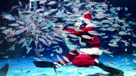 Un buzo vestido con un disfraz de Papá Noel alimenta a los peces en el Sunshine Aquarium durante los preparativos para el próximo evento especial navideño en Tokio.