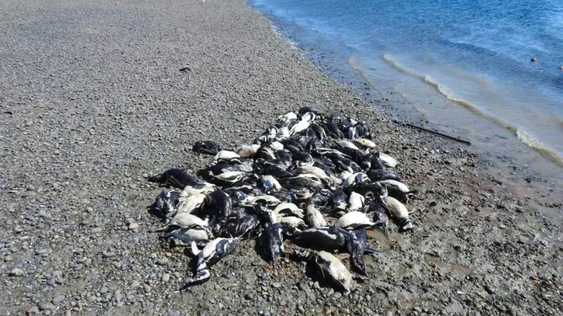 A heartbreaking image went viral after the appearance of 138 dead penguins on the coast of Santa Cruz.