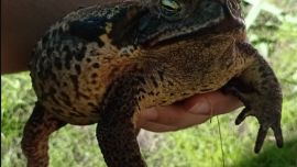 El ejemplar llamó la atención por su gran tamaño.