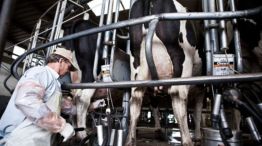 Una empresa alemana, en 2028, lanzará al mercado una leche elaborada “fuera de la vaca”