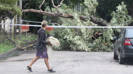 El temporal en La Plata: más de 800 árboles y 100 postes caídos