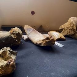 Parte de los restos fosiles hallados.