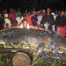 Podría batir el récord de Lolong, el cocodrilo más grande del mundo atrapado hasta ahora.