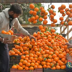 Los vendedores preparan naranjas mientras esperan a los clientes en Amritsar, India. | Foto:Narinder Nanu / AFP