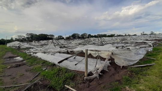 Fuerte temporal en Santa Fe, Corrientes y Entre Ríos: árboles caídos, voladuras de techos y cortes de luz
