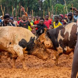 Los aficionados y espectadores aplauden mientras dos toros participan en una pelea durante un torneo taurino tradicional en el estadio Malinya, cerca de Kakamega, Kenia. | Foto:Fredrik Lerneryd / AFP