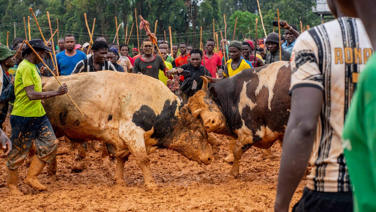 Los aficionados y espectadores aplauden mientras dos toros participan en una pelea durante un torneo taurino tradicional en el estadio Malinya, cerca de Kakamega, Kenia. | Foto:Fredrik Lerneryd / AFP