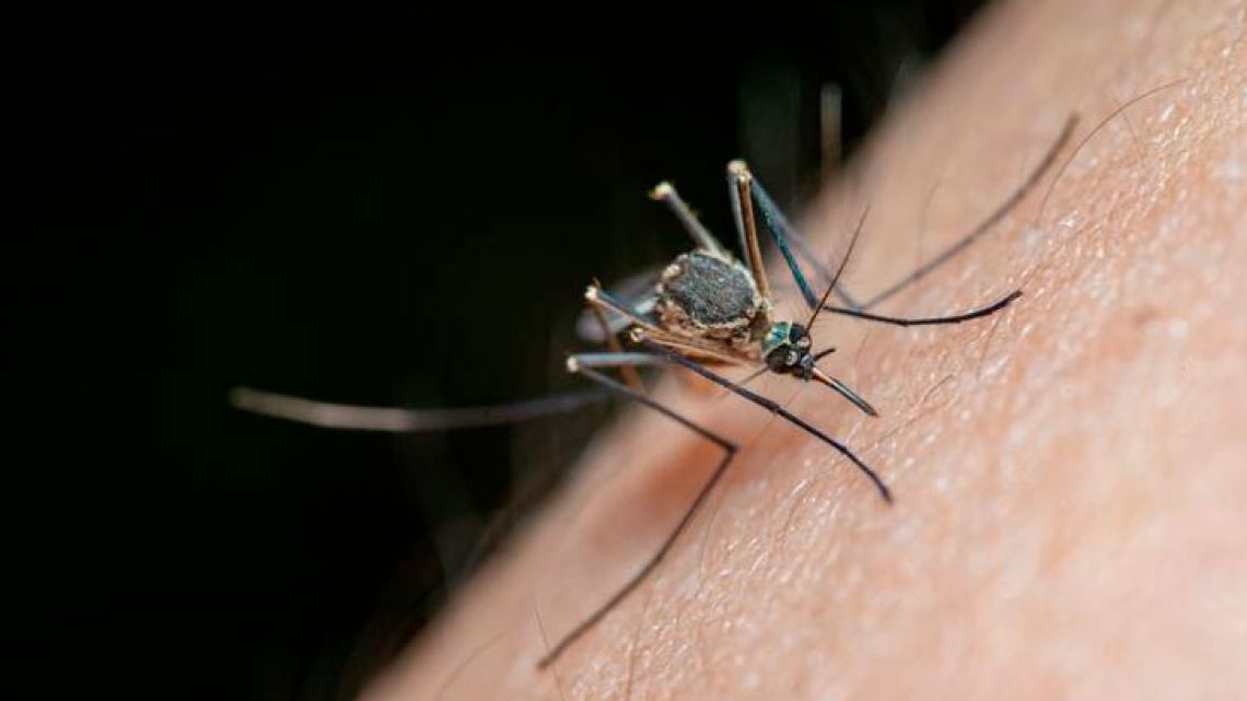 Dengue à Cordoue : une épidémie plus importante est attendue et les cas dépassent déjà les 1 700