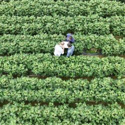 Vista aérea de investigadores realizando experimentos con híbridos en la base nacional de cultivo de semillas en Hainan, en Sanya, en la provincia de Hainan, en el sur de China. | Foto:Xinhua/Zhang Liyun